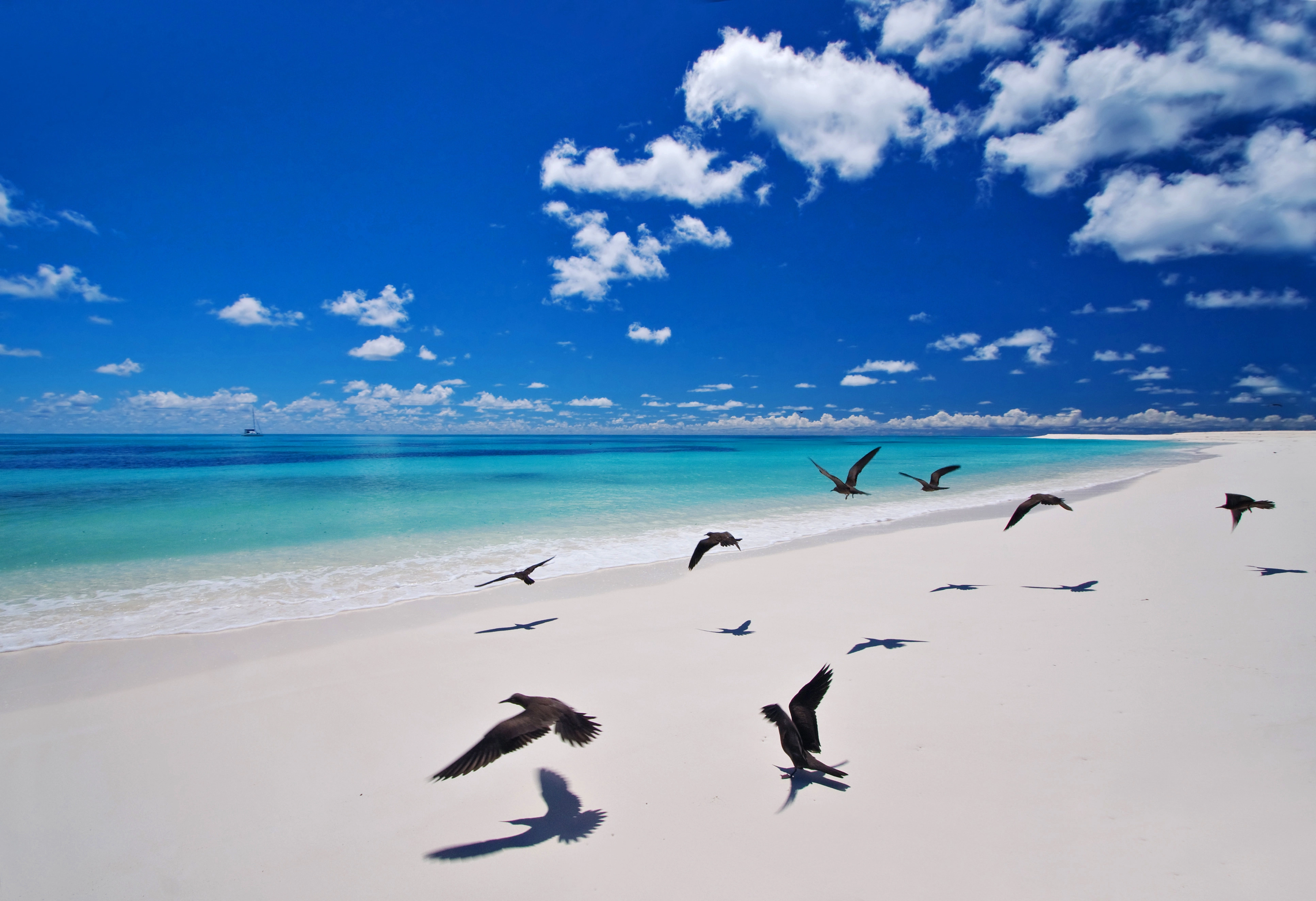 Bird Island Beaches